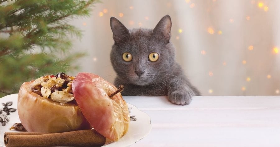 gato navidad manzana