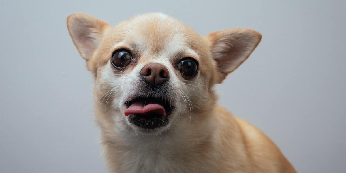 perro chihuahua cabeza de manzana