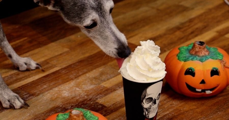 perro tomando pumpkin spice latte