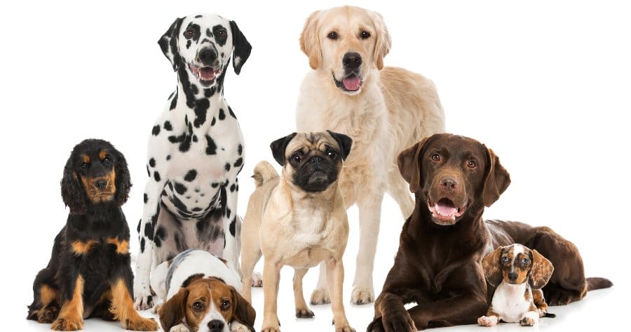 perros de muchas razas