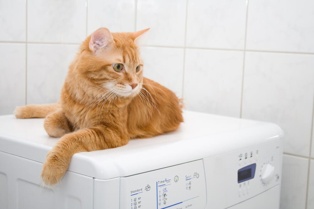 gato naranja sobre una lavadora